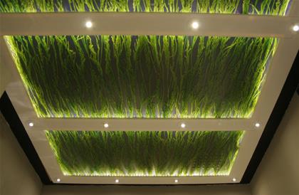 سقف کاذب - گیاه برنج طبیعی- آی گلس